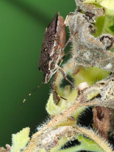 Halyomorpha halys