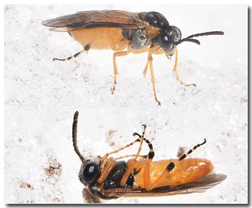 Athalia sp.