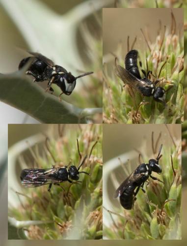 Réf. 212 356 : Hylaeus sp.