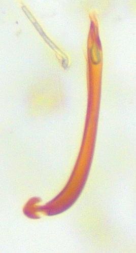 Enicocerus exsculptus