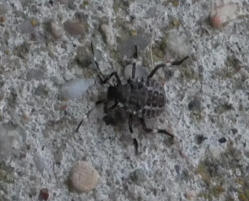 Réf. 212 318 : Halyomorpha halys