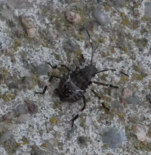 Réf. 212 319 : Halyomorpha halys