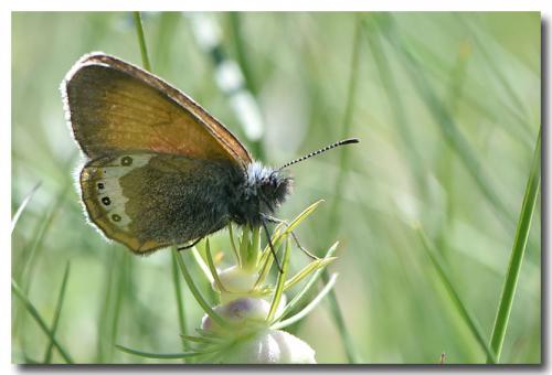 Réf. 212 358 : Coenonympha gardetta