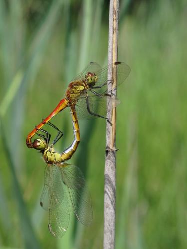 Sympetrum depressiusculum