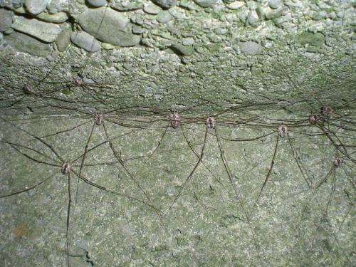 Réf. 212 444 : Leiobunum religiosum