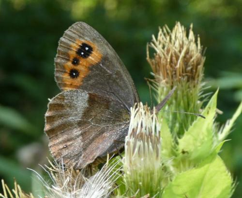 Réf. 212 799 : Erebia aethiops