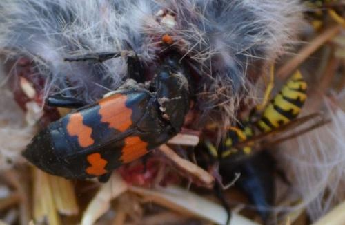 Nicrophorus sepultor