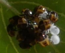 Halyomorpha halys