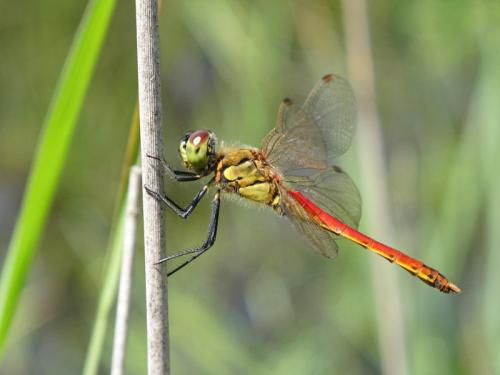 Réf. 212 998 : Sympetrum depressiusculum