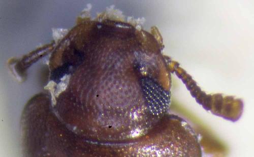 Tribolium castaneum