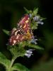 212797 – Photo : Michel Renou – France (91)