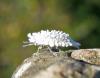 212557 – Photo : Anne Forgues – France (11)
