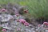 212344 – Photo : Limenitis78 – France (04)
