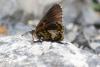 212462 – Photo : Limenitis78 – France (04)