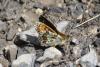 212461 – Photo : Limenitis78 – France (04)