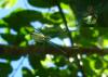 212531 – Photo : Jean Roger – Mayotte