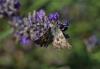 212377 – Photo : Gilbert Patroni – France (13)