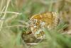 212476 – Photo : Olivier Pouvreau – France (86)