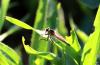 Asilinae inconnu