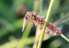 Asilinae inconnu
