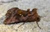 212384 – Photo : alain Roujas – France (31)