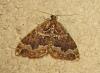 212121 – Photo : The Ghost Nightjar – France (56)