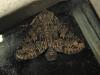 212354 – Photo : The Ghost Nightjar – France (56)