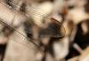212095 – Photo : Stella MOREL – France (84)