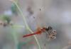 212038 – Photo : Stella MOREL – France (84)
