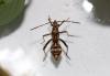 212676 – Photo : Stella MOREL – France (84)