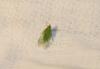 212745 – Photo : Stella MOREL – France (84)