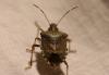 212849 – Photo : Stella MOREL – France (84)