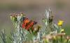 212788 – Photo : patrick derennes – Chili