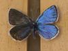 212351 – Photo : Limenitis78 – France (04)