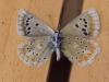 212352 – Photo : Limenitis78 – France (04)