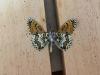 212460 – Photo : Limenitis78 – France (04)