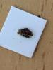 212456 – Photo : Limenitis78 – France (04)
