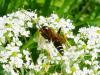 212767 – Photo : Brigitte Emmery – France (05)