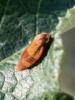 212056 – Photo : BourrinOman – France (83)