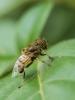 212598 – Photo : BourrinOman – France (83)