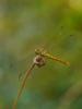 Sympetrum meridionale