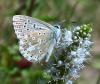 212753 – Photo : ORCHALLAN – France (46)