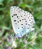 212798 – Photo : ORCHALLAN – France (46)