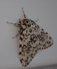 212376 – Photo : Catherine Reymonet-Smitten – France (19)