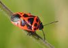 212679 – Photo : Catherine Reymonet-Smitten – France (19)