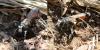 212614 – Photo : Liliane Delattre – France (30)