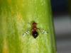212366 – Photo : Didier Levasseur – Thaïlande