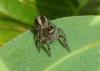 212528 – Photo : Jean Roger – Mayotte