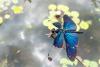 212380 – Photo : Christian Dutto – Japon