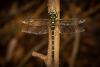 212516 – Photo : Christian Dutto – Japon